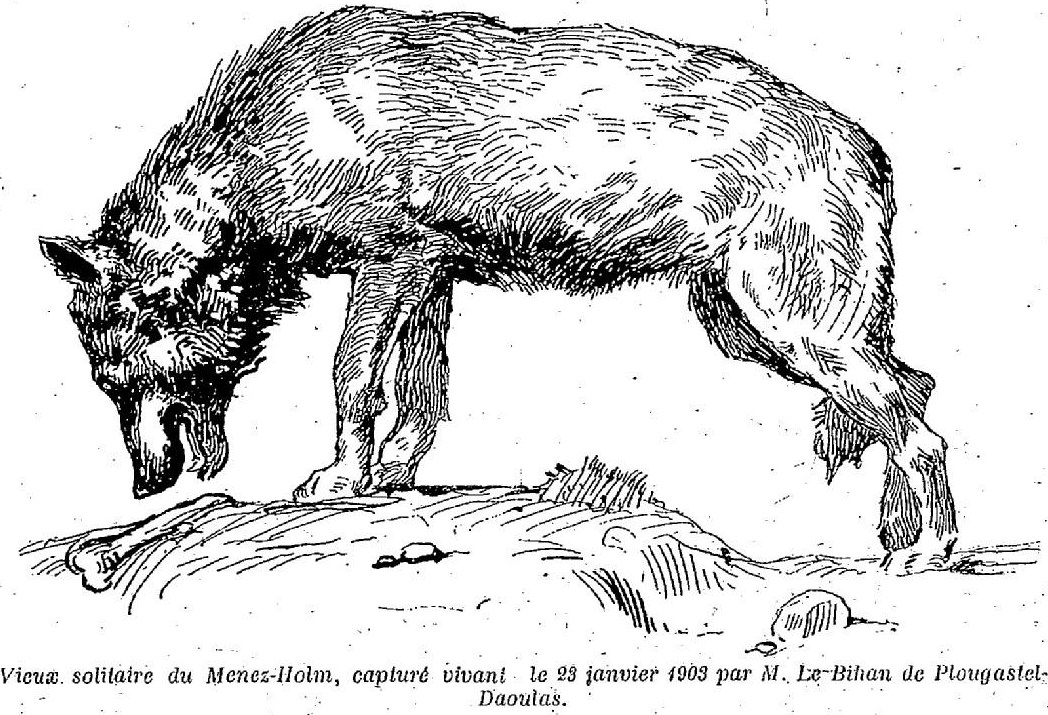  ‘Old, lone wolf of Menez-Holm, captured alive, 23rd January 1903, by Mr Le Bihan of Plougastel-Daoulas.’ The last wolf of Menez-Hom, – Le Journal du Dimanche (1903/05/15)- French National Library
