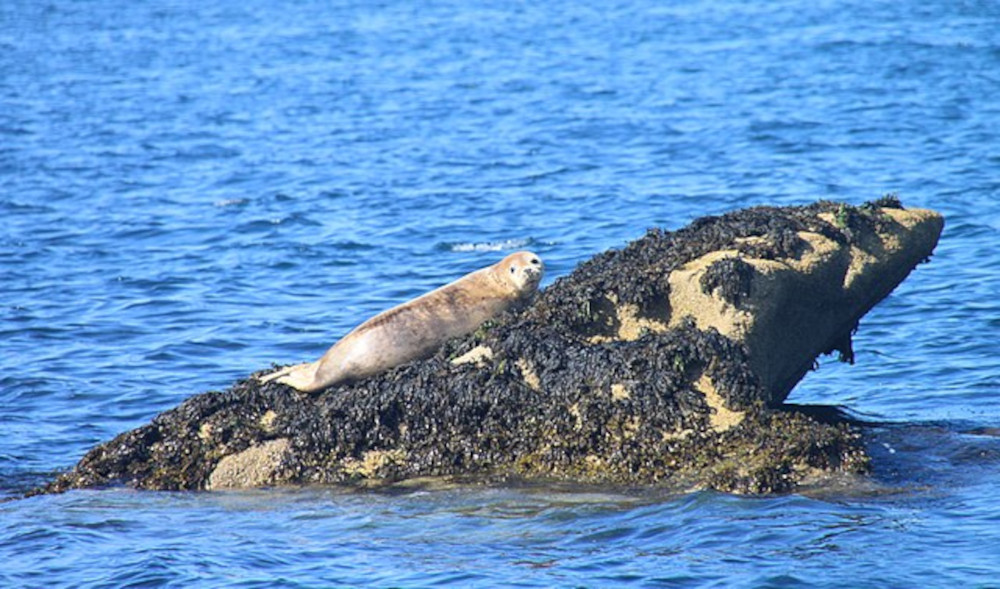 Jeune phoque femelle aux Etocs, îlots rocheux en mer au large du Guilvinec. Photo : Jeanne Menjoulet. Source : Créative Commons.