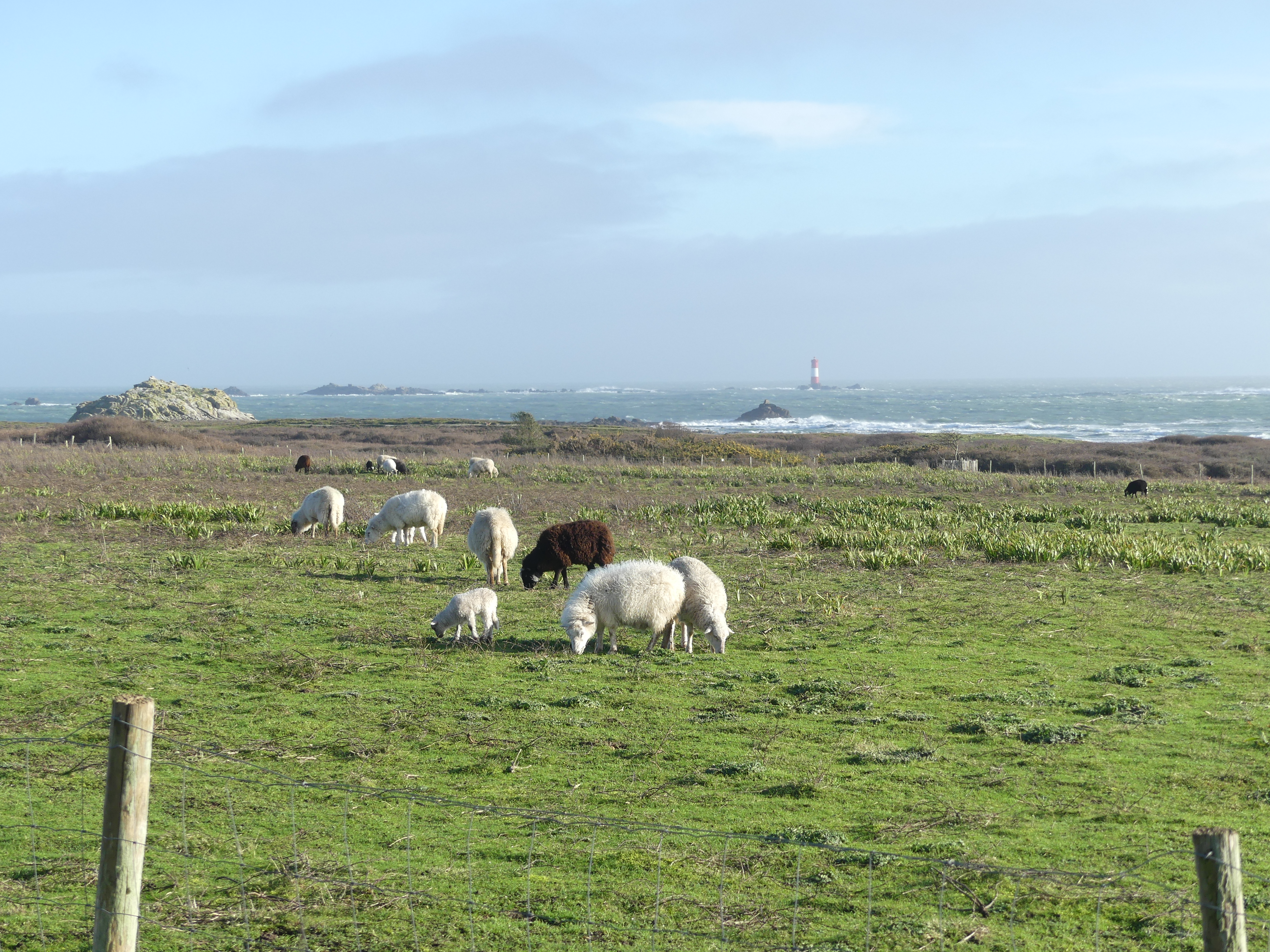 Élevage de moutons à Hoëdic (56). Crédit photo : RAIA.