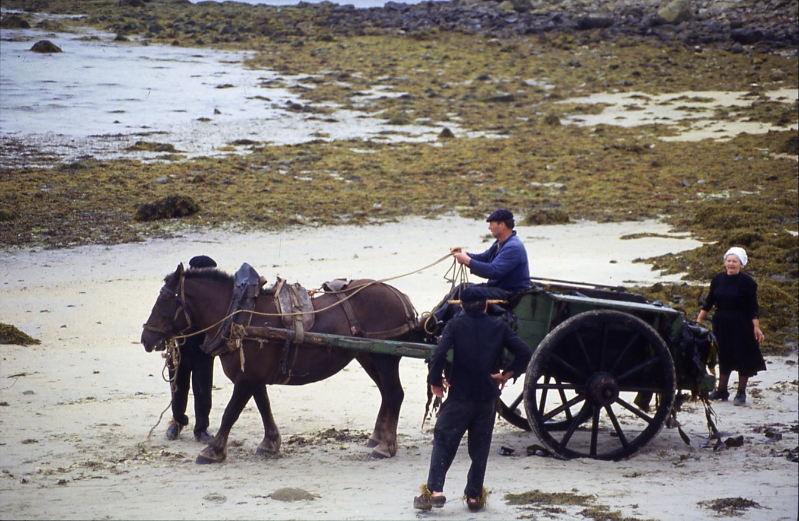 Attelage pour transporter le goémon. Source : collection particulière Guy Prigent.