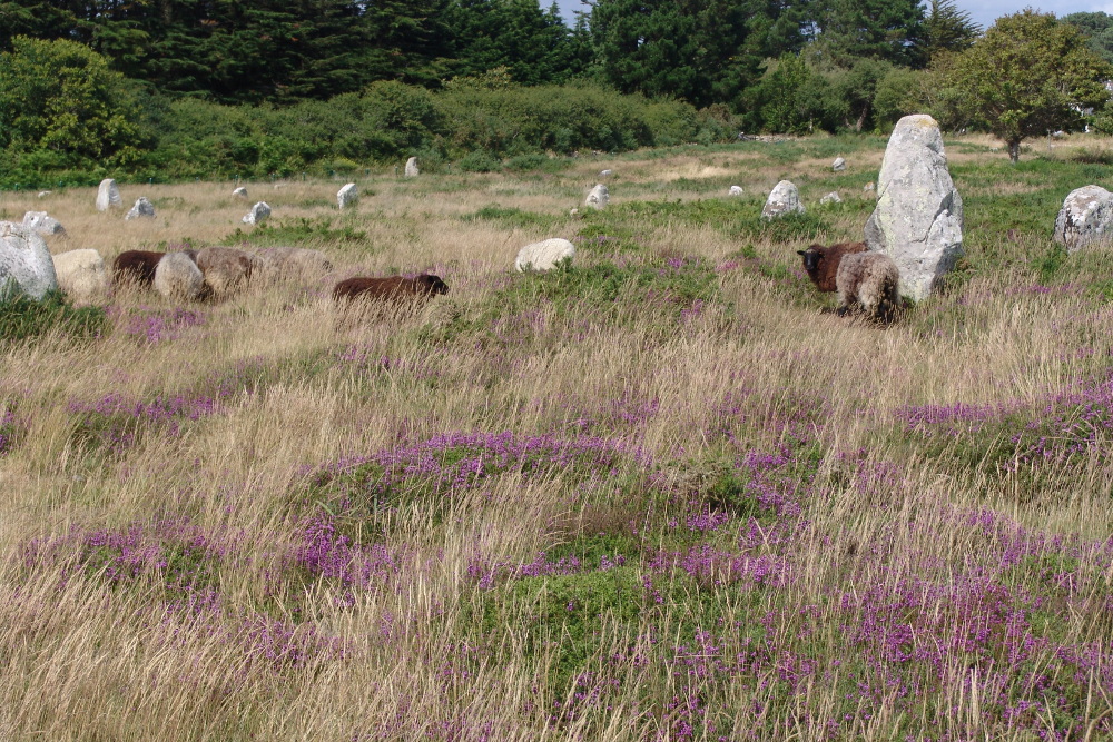 Lande à bruyère cendrée et communauté à fougère aigle, pâturées par les moutons au sein des mégalithes de Carnac (56) - photo : Bernard Clément