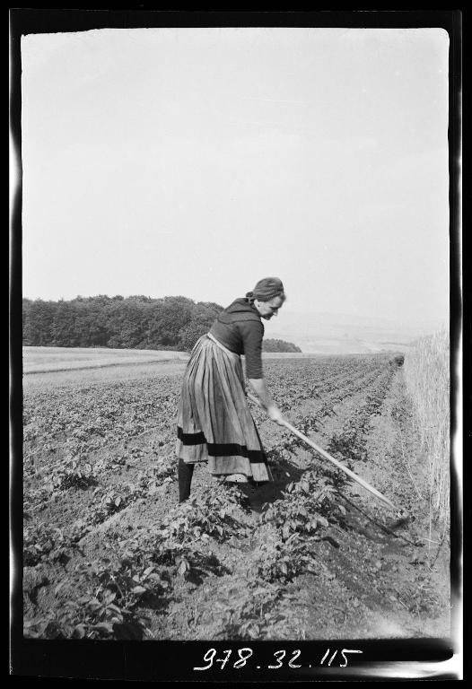 Travail aux champs, photographie prise par Roger Aloncle (1896-1988) vers 1939-1949 – Licence CC-BY-SA – Collection du Musée de Bretagne, Rennes.