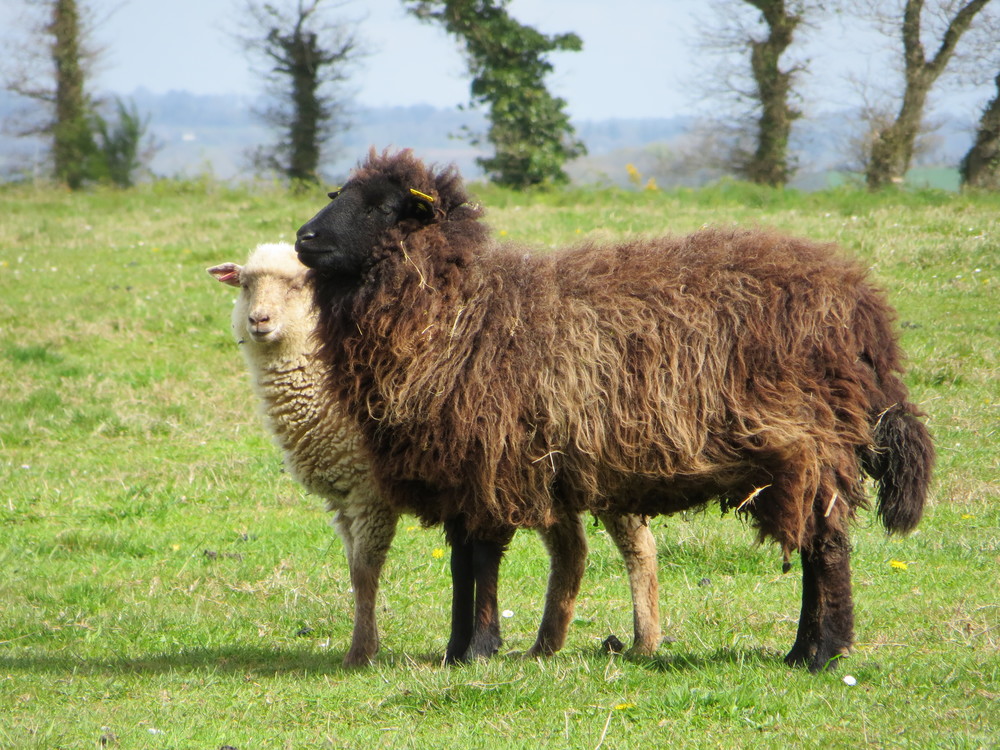 Mouton des Landes de Bretagne - photo : Fédération des Races de Bretagne