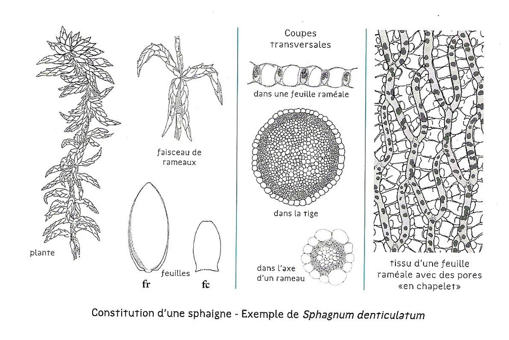 Morphologie et anatomie d’une Sphaigne (Sphagnum denticulatum) – José Durfort