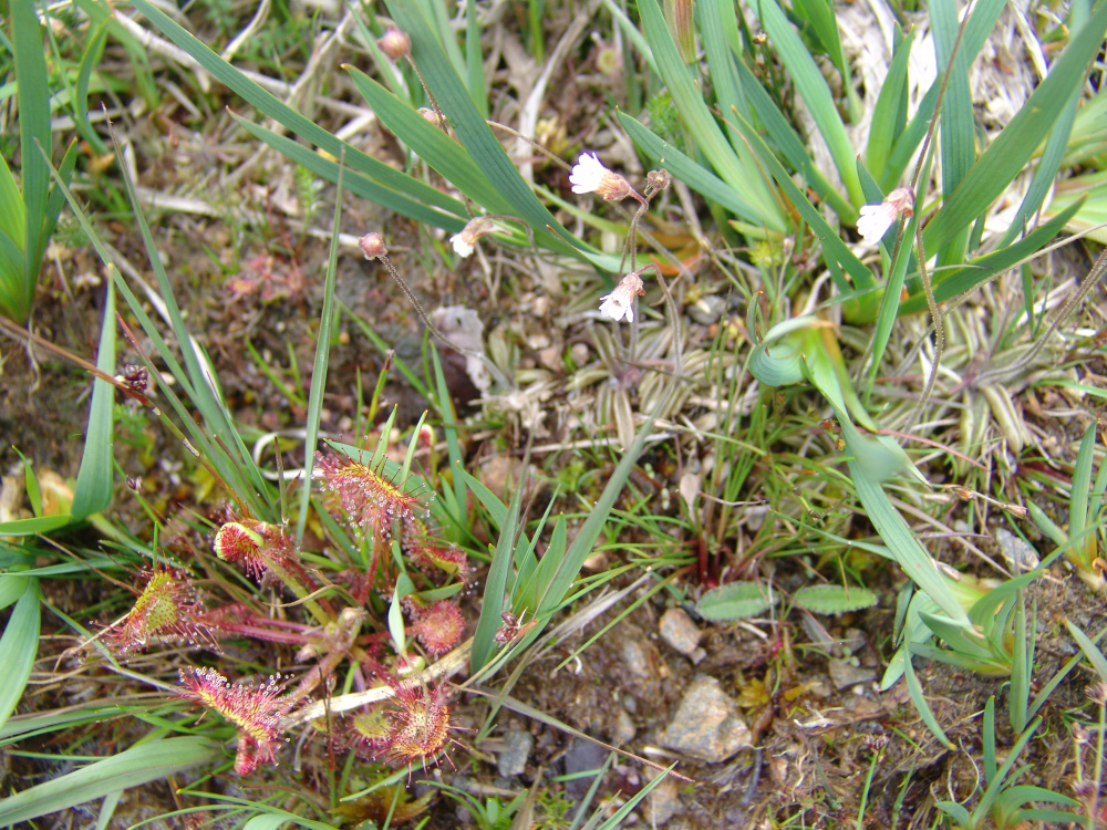 Grassette du Portugal en fleur au centre, noter les feuilles en gouttière, et Rossolis à feuilles rondes en bas à gauche - Photo Bernard Clément