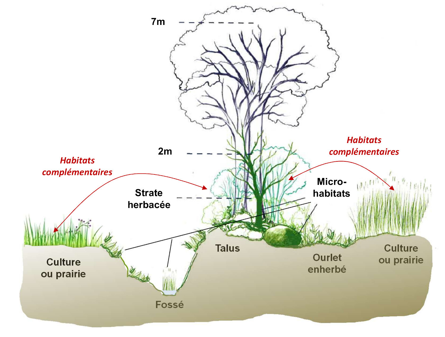 Haie, talus, fossé, champs : des habitats complémentaires favorables à la  biodiversité. | Becedia