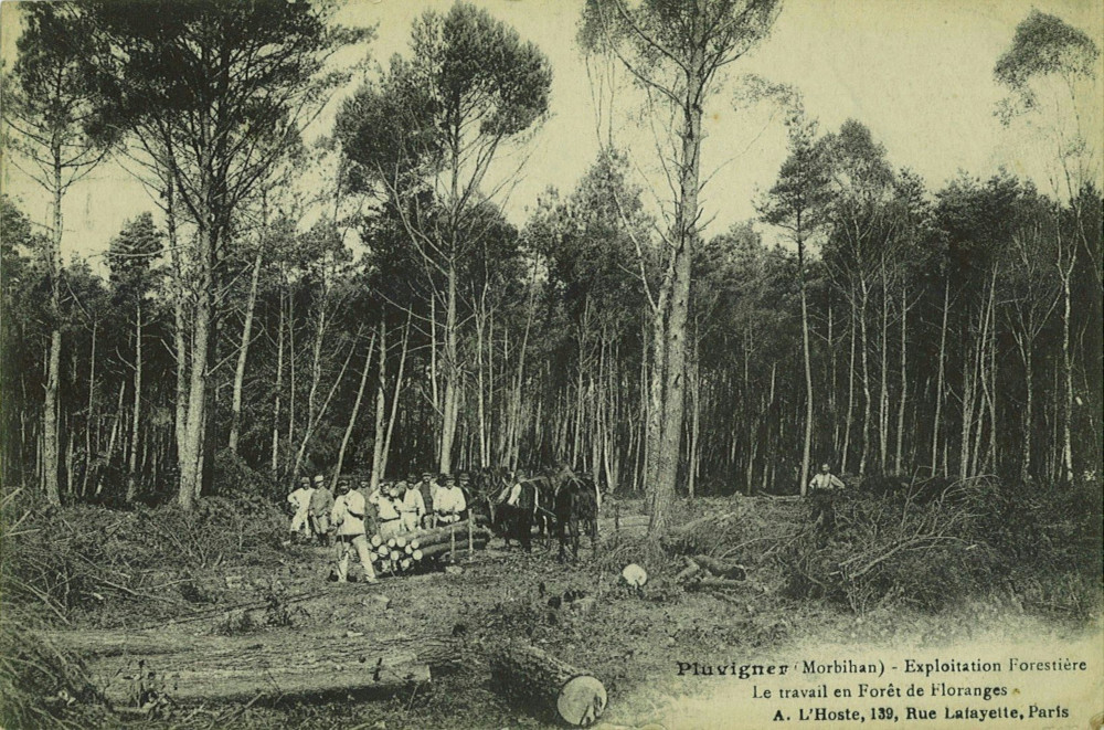 Exploitation en forêt de Florange. Ed. L’Hoste A.<br><br>La plantation de bois de pins a fait naître la forêt. Celle-ci fournissait quantité de poteaux destinés à étayer les galeries de mines. Ils étaient acheminés par rail (voie Auray-Saint-Brieuc) jusqu’à Hennebont ou Lorient - Cartolis
