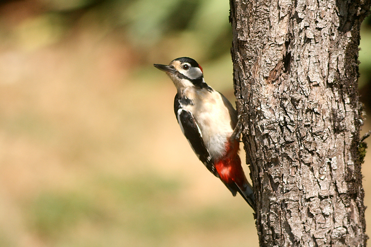 L’avifaune du bocage est diversifiée et abondante. Ici un pic épeiche commun dans les bois et haies du bocage. Photo Alain Butet.