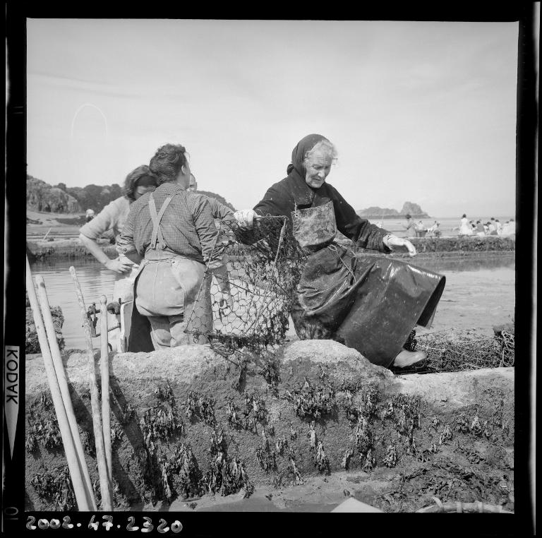 Parcs à huîtres à Cancale en juin 1963. Photo : Charles Barmay (1909-1993) Source : Collections du Musée de Bretagne, Rennes.