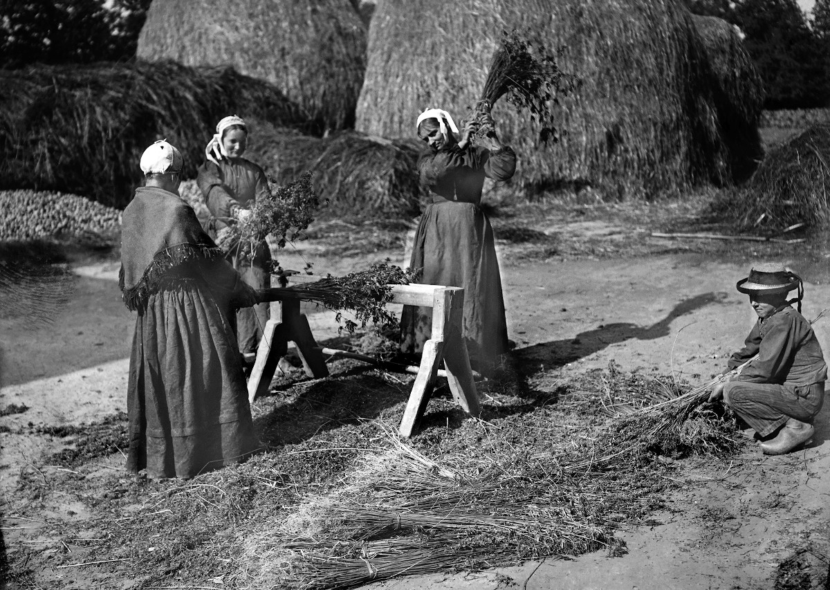 Trois femmes égrenant des pieds femelles de chanvre en frappant de petites bottes sur la broie de manière à récolter les graines. Photographie de Charles Géniaux. Musée de Bretagne : 2013.0008.28.