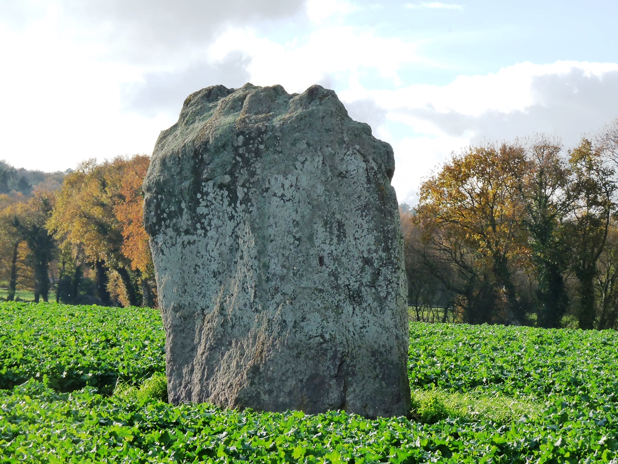 Menhir de la Verrie, appelé aussi la Pierre Lée. Grande plaque de schiste de 4,60 m de largeur. Photo : Philippe Lanoë