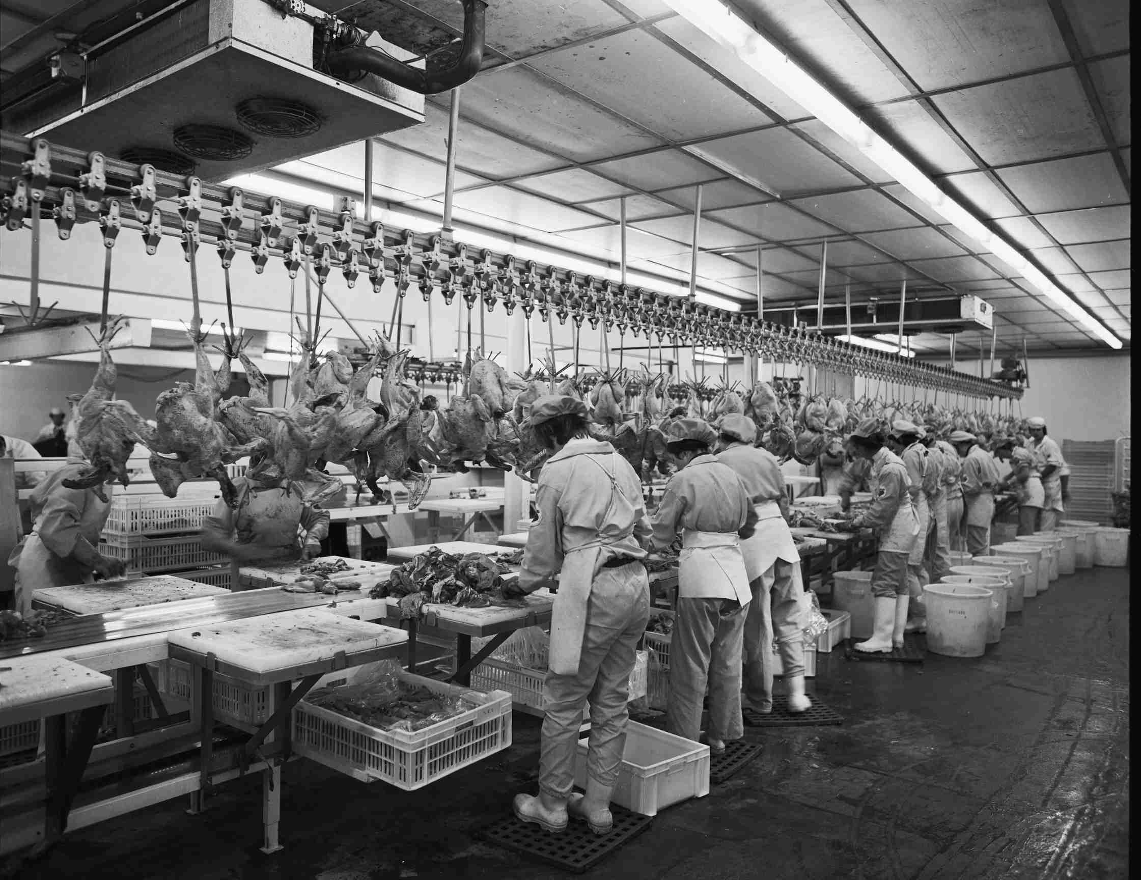 Abattoir de Bignan (56) en 1976 . Photo : Créations artistiques Heurter. Source : Collections du Musée de Bretagne.  