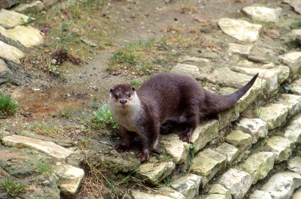 Loutre. Photo : Franck Simonnet. Source : Groupe mammalogique breton.