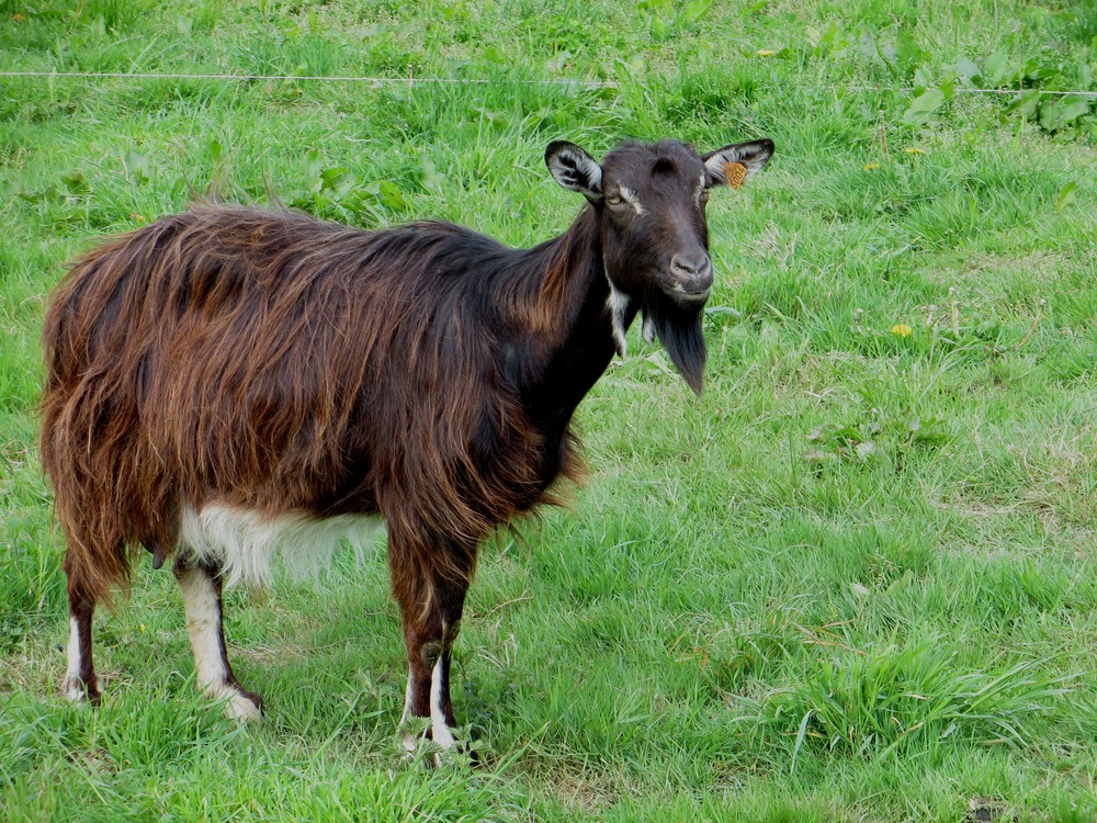 Chèvre des Fossés - photo : Fédération des Races de Bretagne