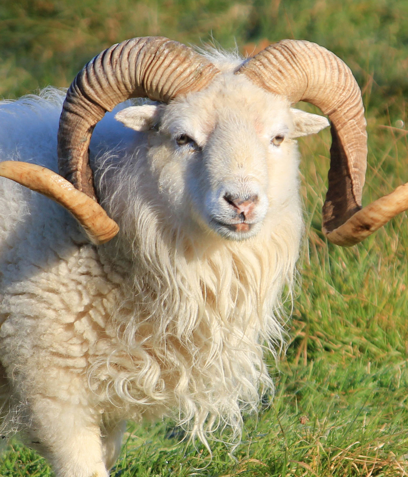 Mouton d’Ouessant - photo : Fédération des Races de Bretagne