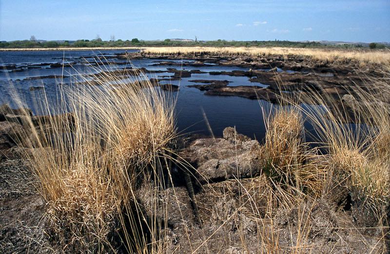 La réserve du Venec (Brennilis) d’une surface de 48 ha est gérée par Bretagne Vivante. Elle est constituée d’une tourbière bombée, d’une zone de bas-marais acides, de landes et de prairies humides - R.-P. Bolan / Bretagne Vivante